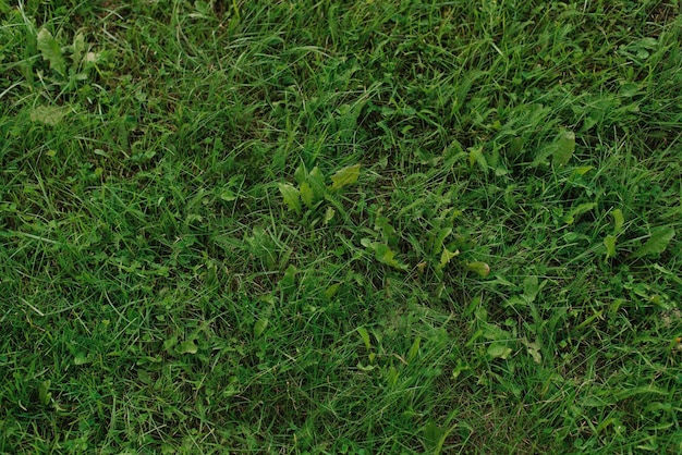 Natuurlijke achtergrond van groen gazongras