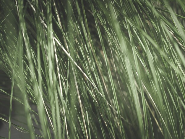 Natuurlijke achtergrond van groen lang gras, gefiltreerde Wijnoogst