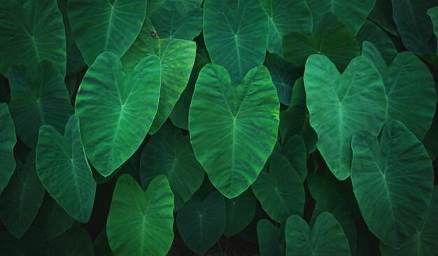Natuurlijke achtergrond van groen Olifantsoorblad met vintage filter