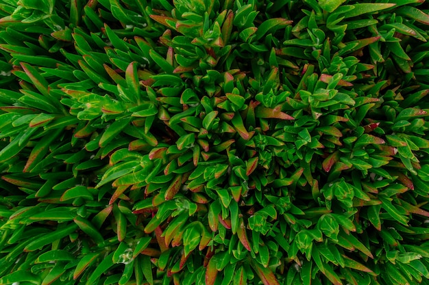 Natuurlijke achtergrond van groene carpobrotus die groeit in de buurt van de stille oceaan