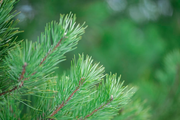 Natuurlijke achtergrond van groene kleur van pijnboomtakken