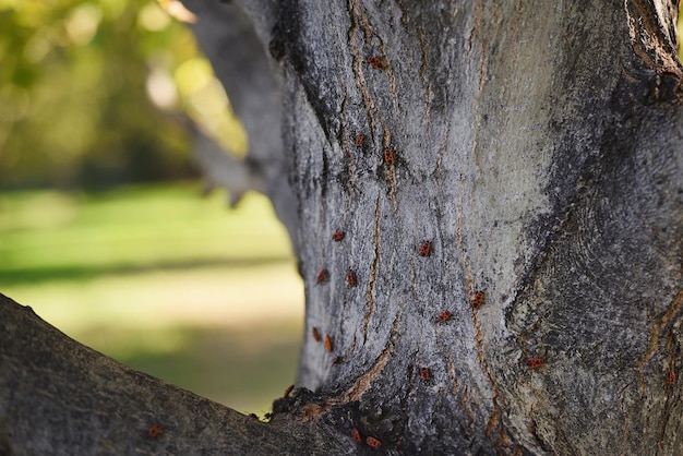 Natuurlijke achtergrond van groep lieveheersbeestjes op boomstam