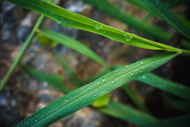 Natuurlijke achtergrond van heldergroen gras met dauwdaling