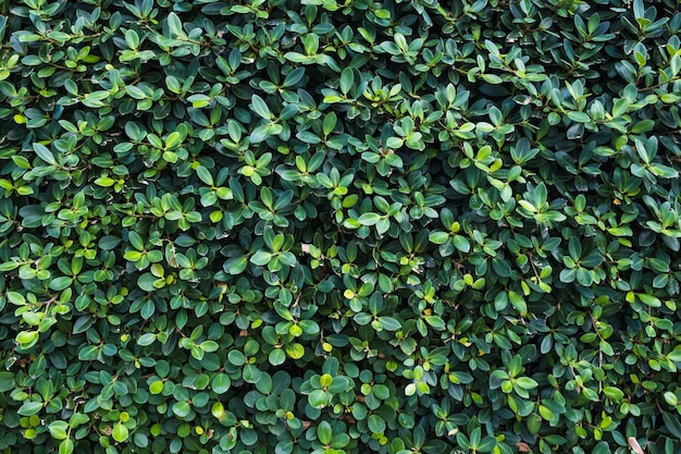 Natuurlijke achtergrond van kleine bladeren van een groene struik