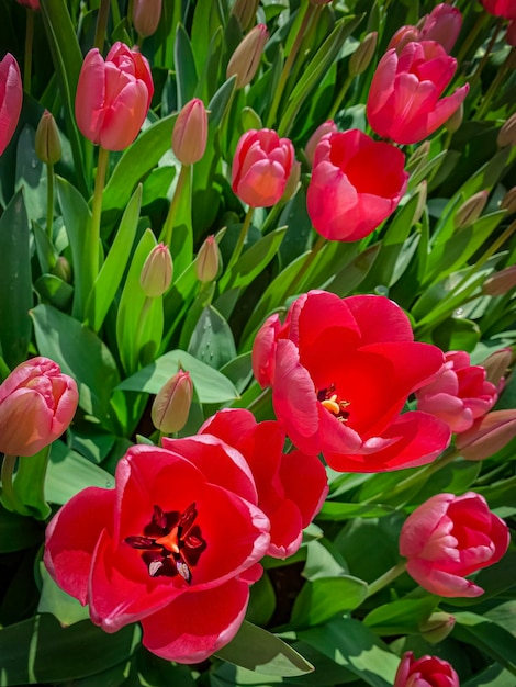 Natuurlijke achtergrond van mooie zomertulpen lentetulpen