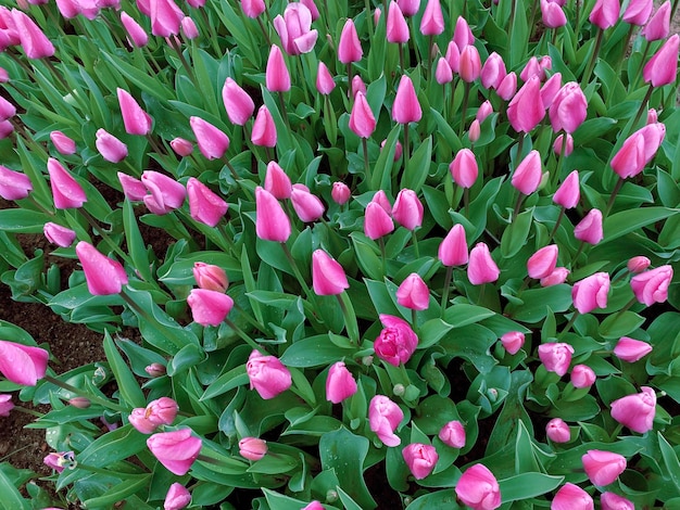 Natuurlijke achtergrond van mooie zomertulpen lentetulpen