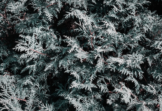 Natuurlijke achtergrond van naaldhout takken. Monochroom creatieve getinte en humeurige kleur.