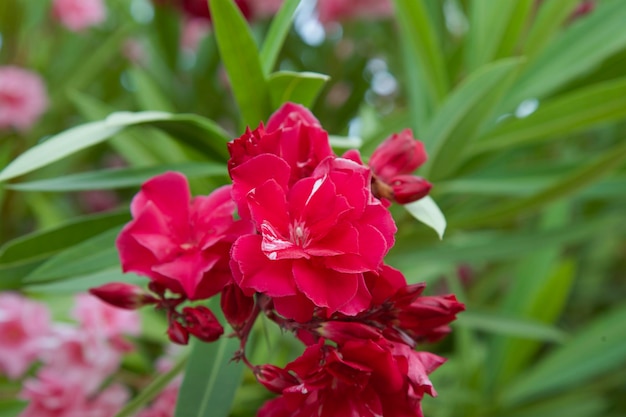 Natuurlijke achtergrond van Oleander Nerium Roze tropische bloeiende sierplant Soft focus