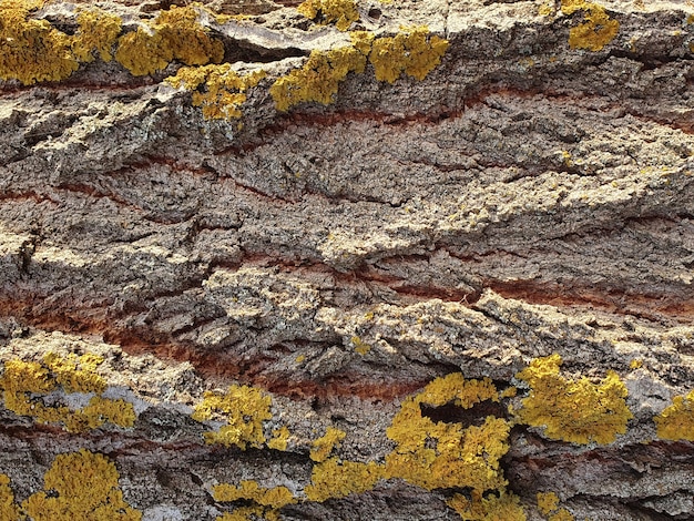 Foto natuurlijke achtergrond van oud hout close-up