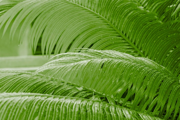Natuurlijke achtergrond van palmbladeren van rijke groene kleur met regendruppels Het concept van ecologie