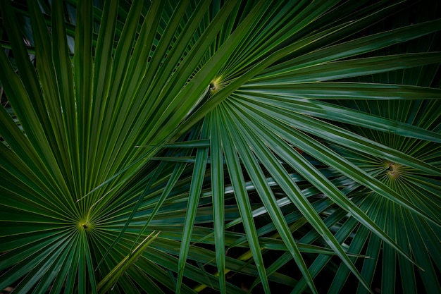 Natuurlijke achtergrond van palmbladeren