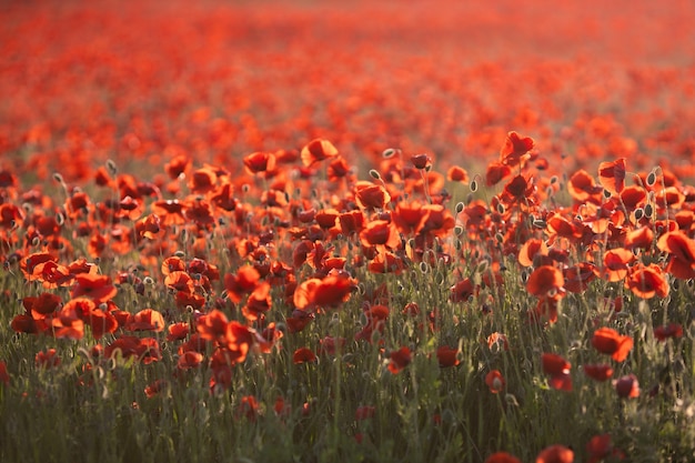 Natuurlijke achtergrond van rode bloemen klaproos veld in zonsondergang op lentedag