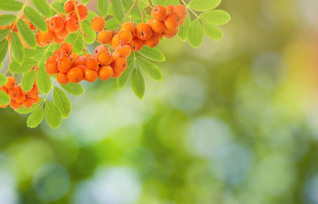 Natuurlijke achtergrond van Rowan berry en bladeren Zonnige natuur en wazige achtergrond