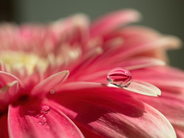 Natuurlijke achtergrond van roze bloem close-up