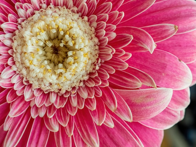 Natuurlijke achtergrond van roze bloem close-up