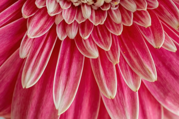 Natuurlijke achtergrond van roze bloem close-up