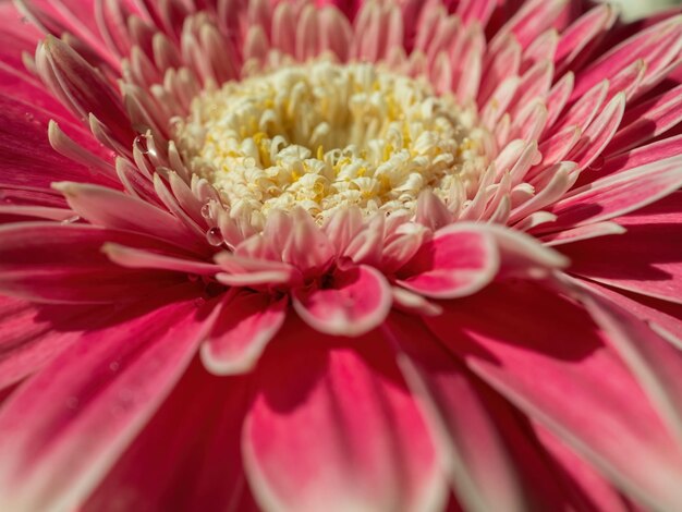 Natuurlijke achtergrond van roze bloem close-up