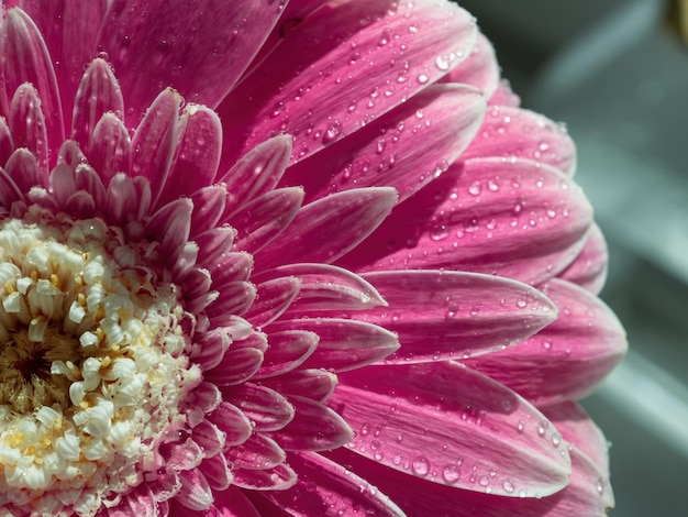 Natuurlijke achtergrond van roze bloem close-up