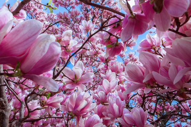 Natuurlijke achtergrond van roze magnolia bloemen