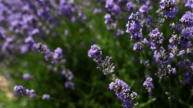 Natuurlijke achtergrond van struik van lavendelbloemen