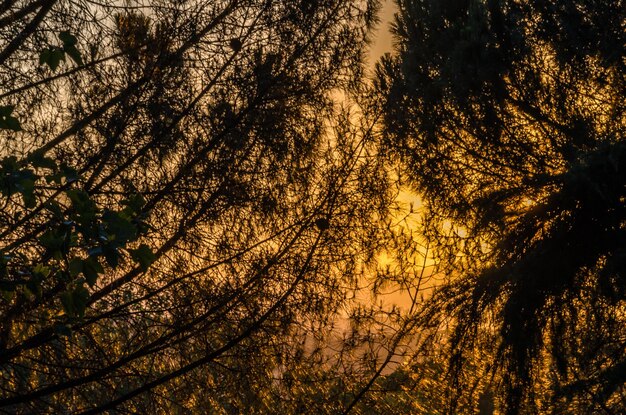 Natuurlijke achtergrond van takken over oranje hemel bij zonsondergang