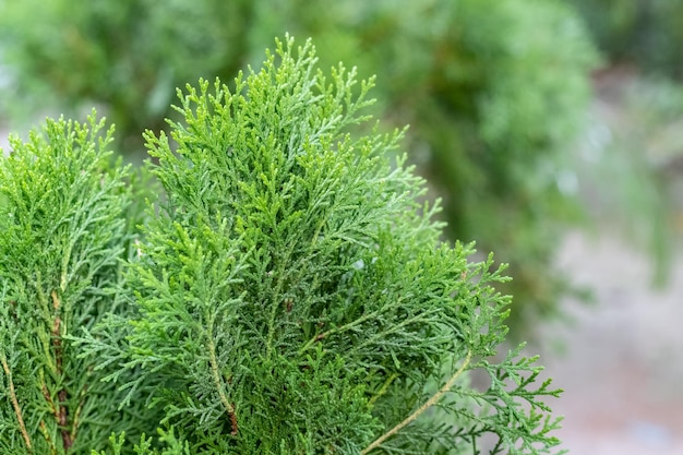 Natuurlijke achtergrond van thuja-tak met kopieerruimte