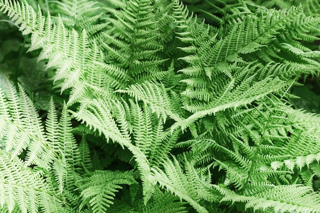 Natuurlijke achtergrond van vaatplanten,