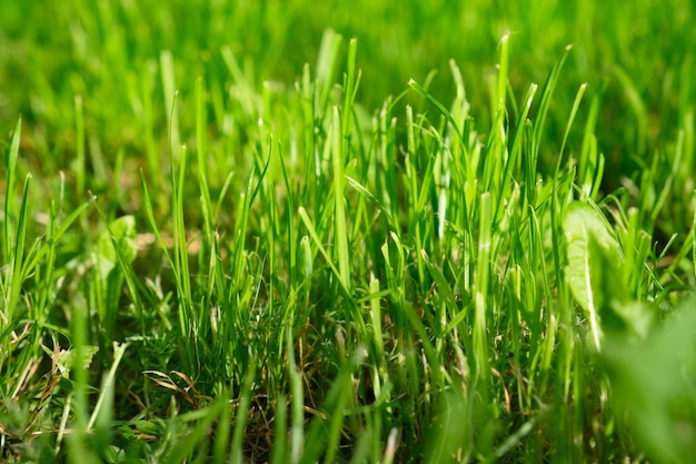 Natuurlijke achtergrond van vers groen weelderig gras