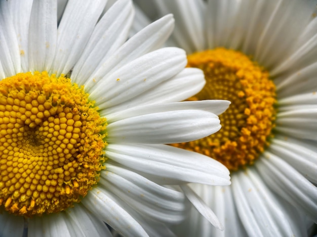 Natuurlijke achtergrond voor uw projecten van bloemen van witte kamille. Natuurlijk schoonheidsconcept.