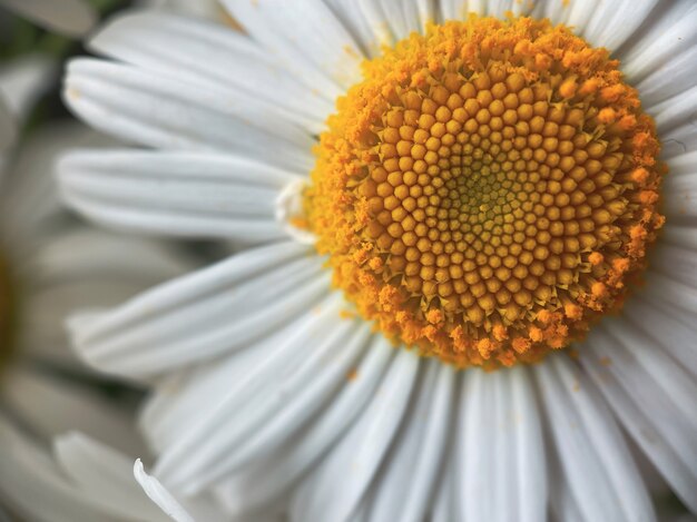 Natuurlijke achtergrond voor uw projecten van bloemen van witte kamille. Natuurlijk schoonheidsconcept.