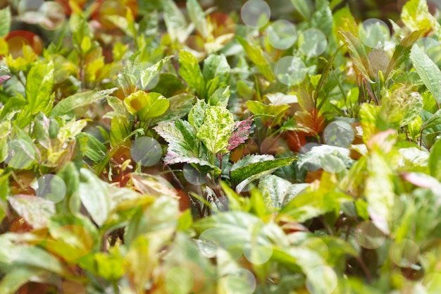 Natuurlijke achtergrondboom met bokeh-effecten