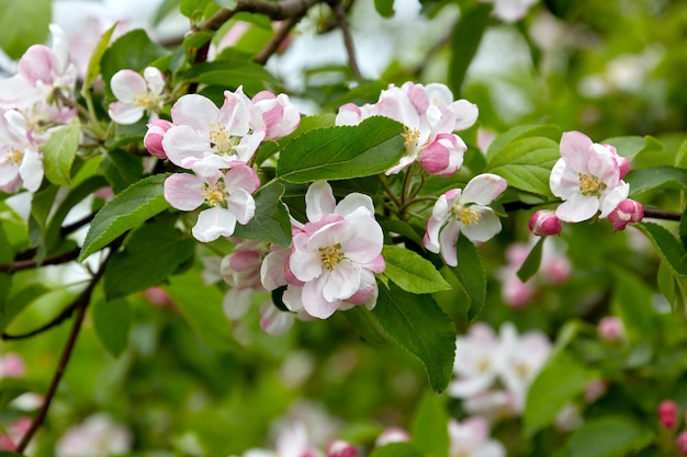 Foto natuurlijke achtergrondtakken van bloeiende appelboom