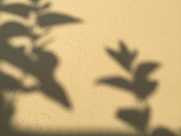 Natuurlijke bladschaduwen op crèmekleurige muur thuis bij zonsopgang