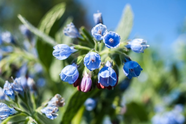 Natuurlijke blauwe klokken met groen blad.