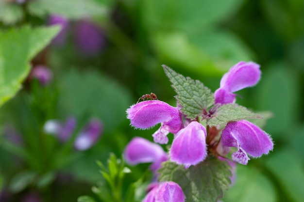 Natuurlijke bloei Rode dovenetel