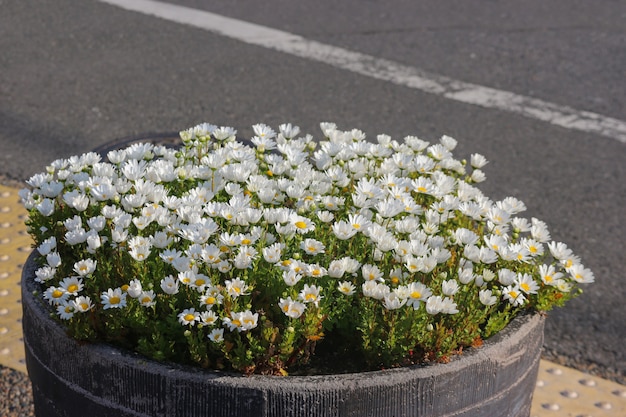 Natuurlijke bloeiende margriet bloemen op de pot in de buurt van de straat.