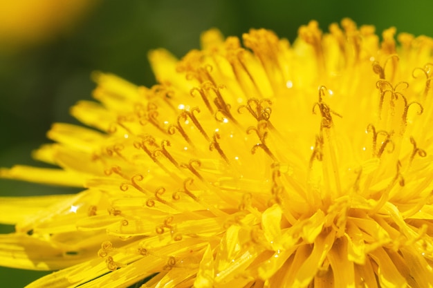 Natuurlijke bloeiende mooie paardebloemen.