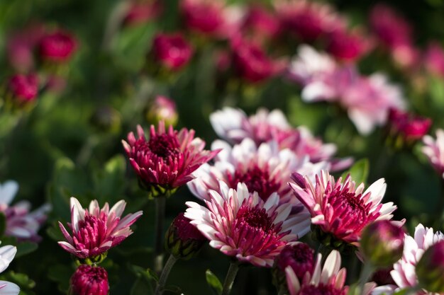 natuurlijke bloem achtergrond. bloemen van witte en roze chrysanten close-up