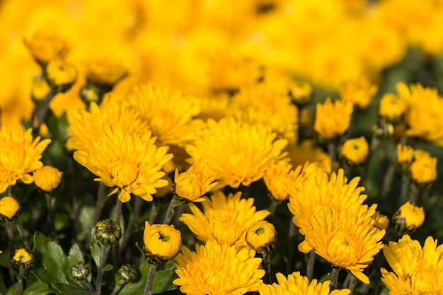 Natuurlijke bloem achtergrond. gele chrysant bloemen close-up