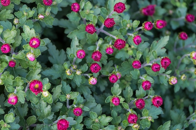 natuurlijke bloem achtergrond. gesloten knoppen van roze chrysanten en groene bladeren