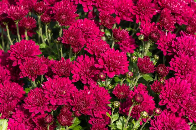 natuurlijke bloem achtergrond. roze chrysant bloemen close-up