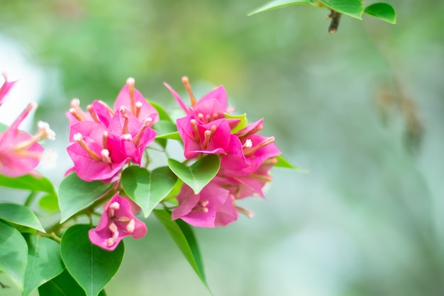 Natuurlijke bloem