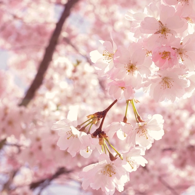 Natuurlijke bloem