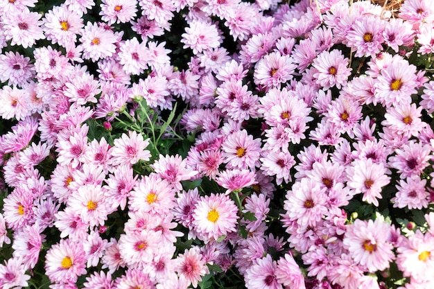 Natuurlijke bloemen achtergrond