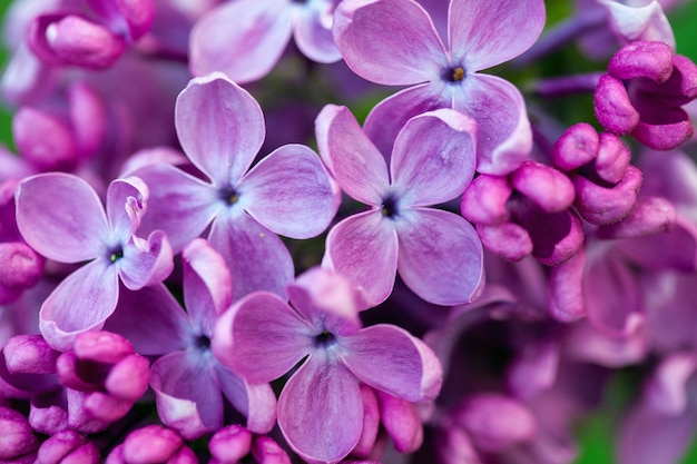 Natuurlijke bloemen.