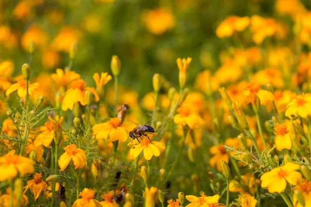natuurlijke bloemenachtergrond, kleine gele bloemen op het veld. een bij bestuift een bloem.