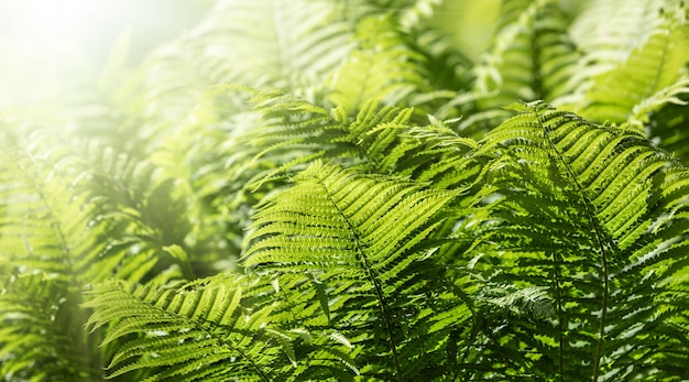 Natuurlijke bloemenvarenachtergrond