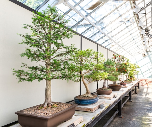 Natuurlijke bonsai set