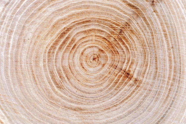 Foto natuurlijke boom ringen oppervlak
