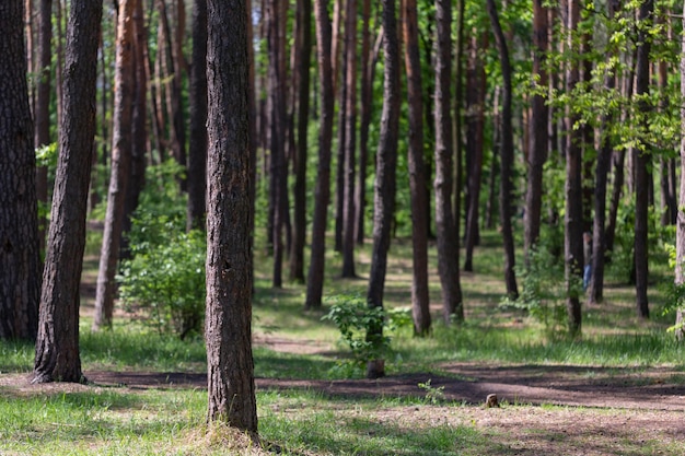 Natuurlijke bosachtergrond met boomstammen en groen van bomen